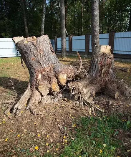 Корчевание пней